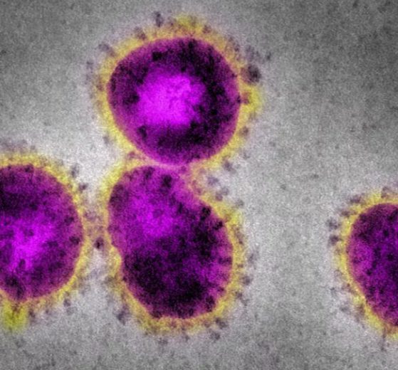 corona virus